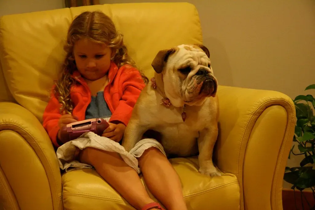 Bulldogs: The Laid-Back Couch Potatoes (Image Credits: Flickr)