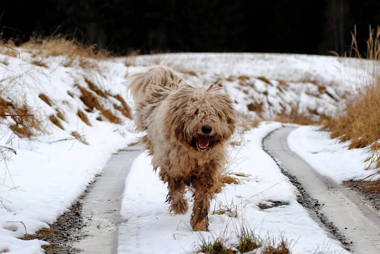 5 - Komondor: The Corded Guardian (Image Credits: Pixabay)