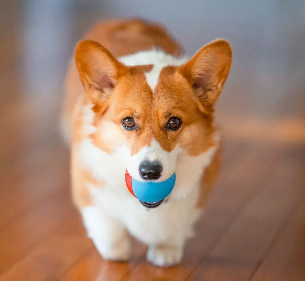 Corgi (Pembroke and Cardigan): Short Legs, Big Personality (Sergiy Galyonkin, Flickr, CC BY-SA 2.0)
