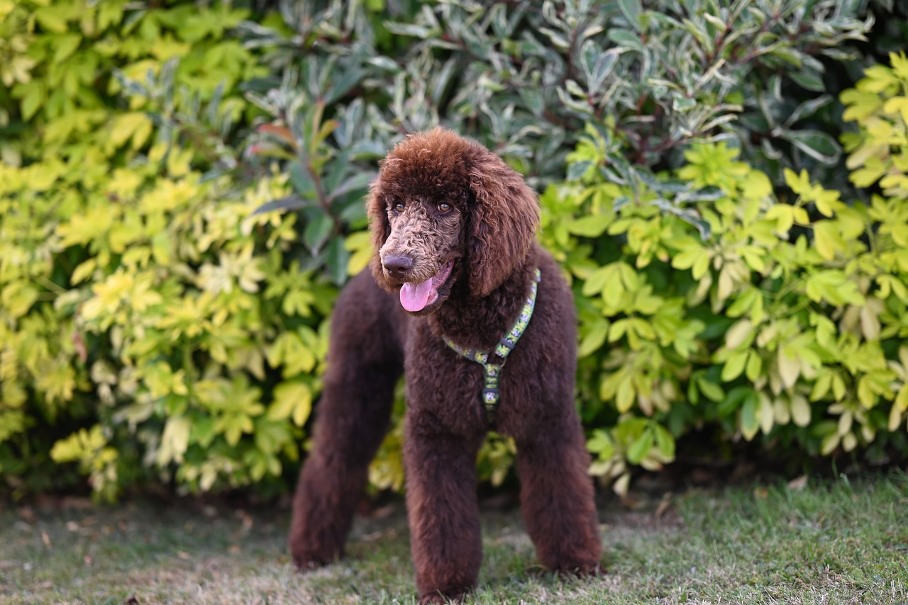Leo Seniors (July 23 - August 22): The Majestic Standard Poodle (Image Credits: Pixabay)