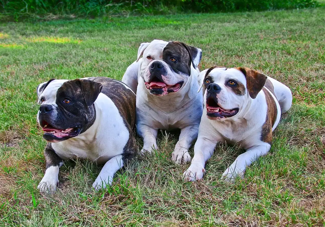 American Bulldogs (Image Credits: Pixabay)