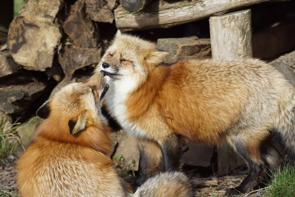 Capricorn and the Blanford's Fox (Image Credits: Pexels)