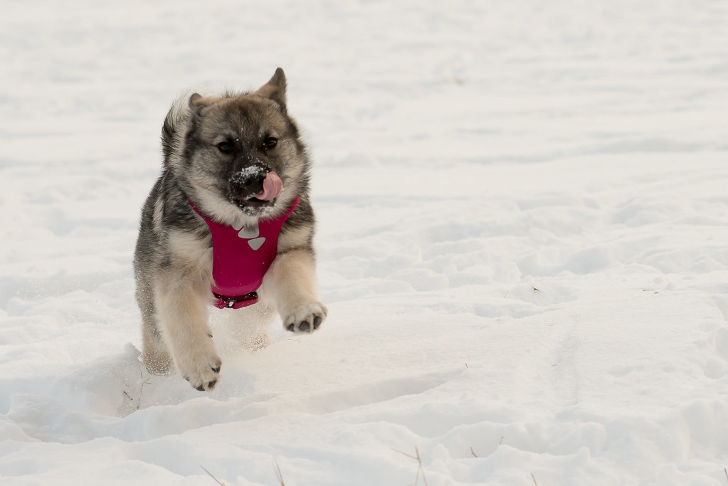 Norwegian Elkhound - The Viking's Winter Companion (Image Credits: Flickr)