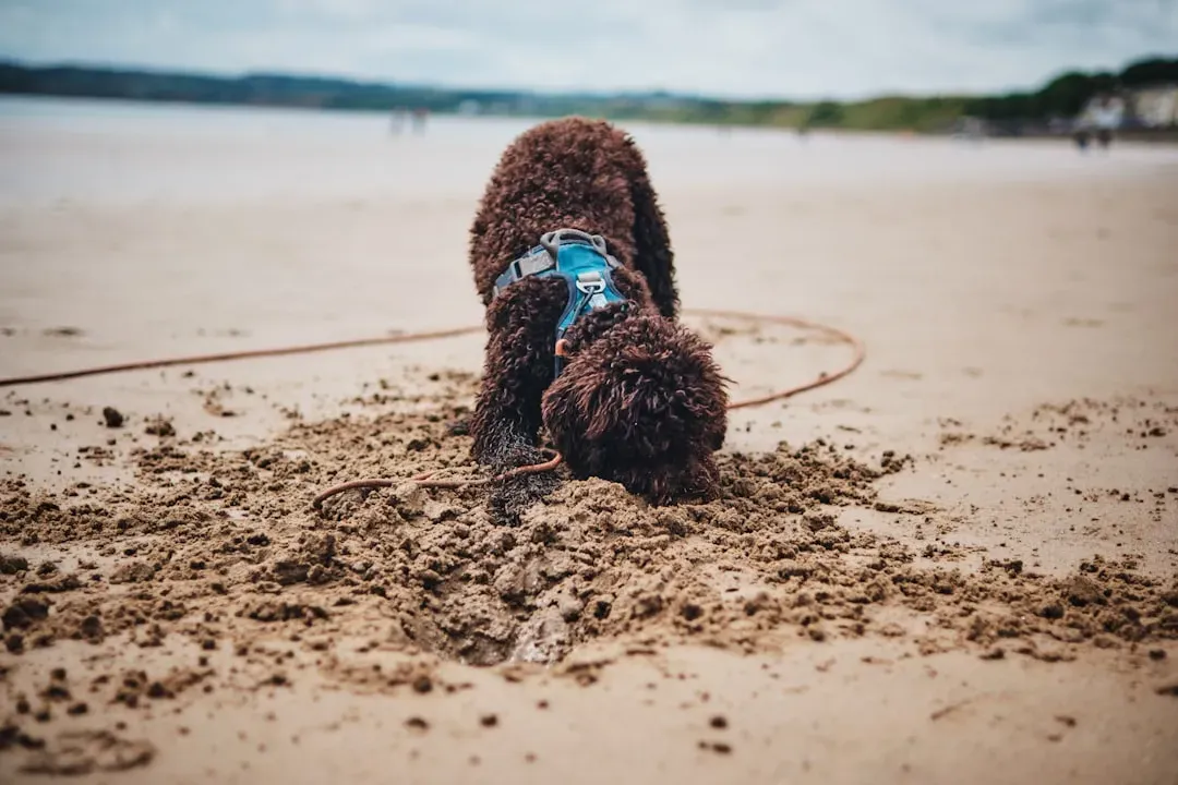 The Burrower Or Under Cover Style (Image Credits: Unsplash)