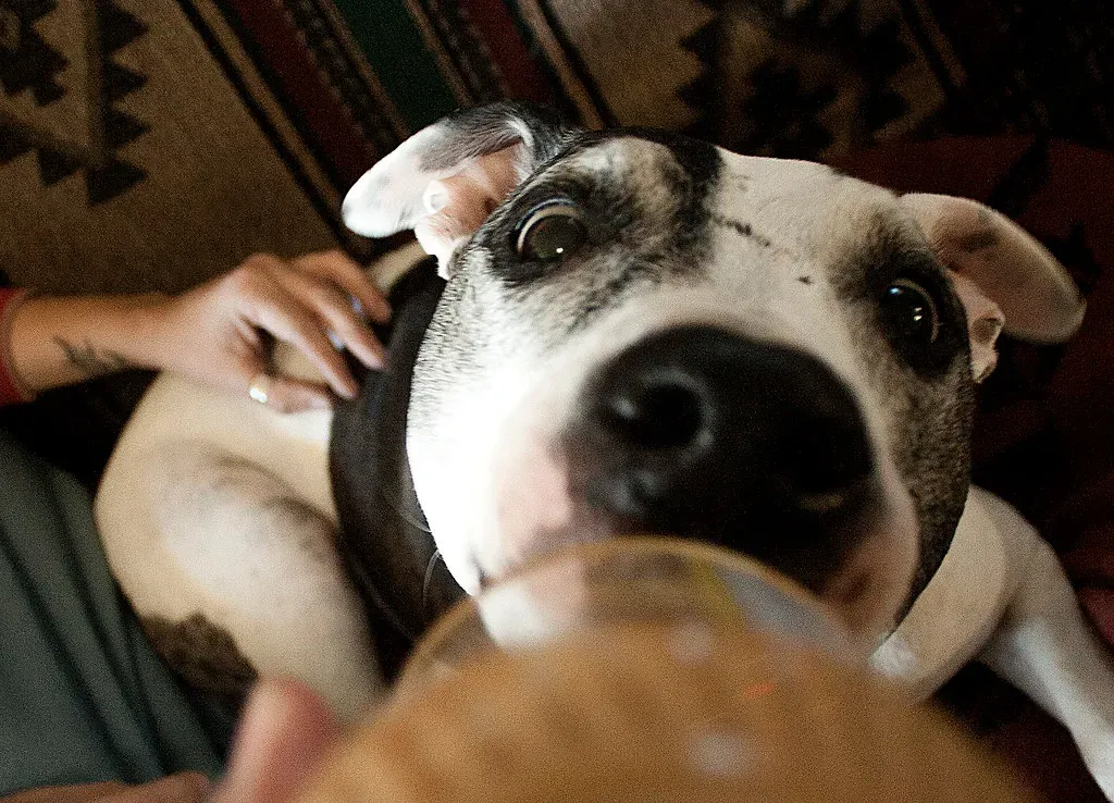 5. Peanut Butter: The Classic Canine Crowd-Pleaser (Image Credits: Flickr)