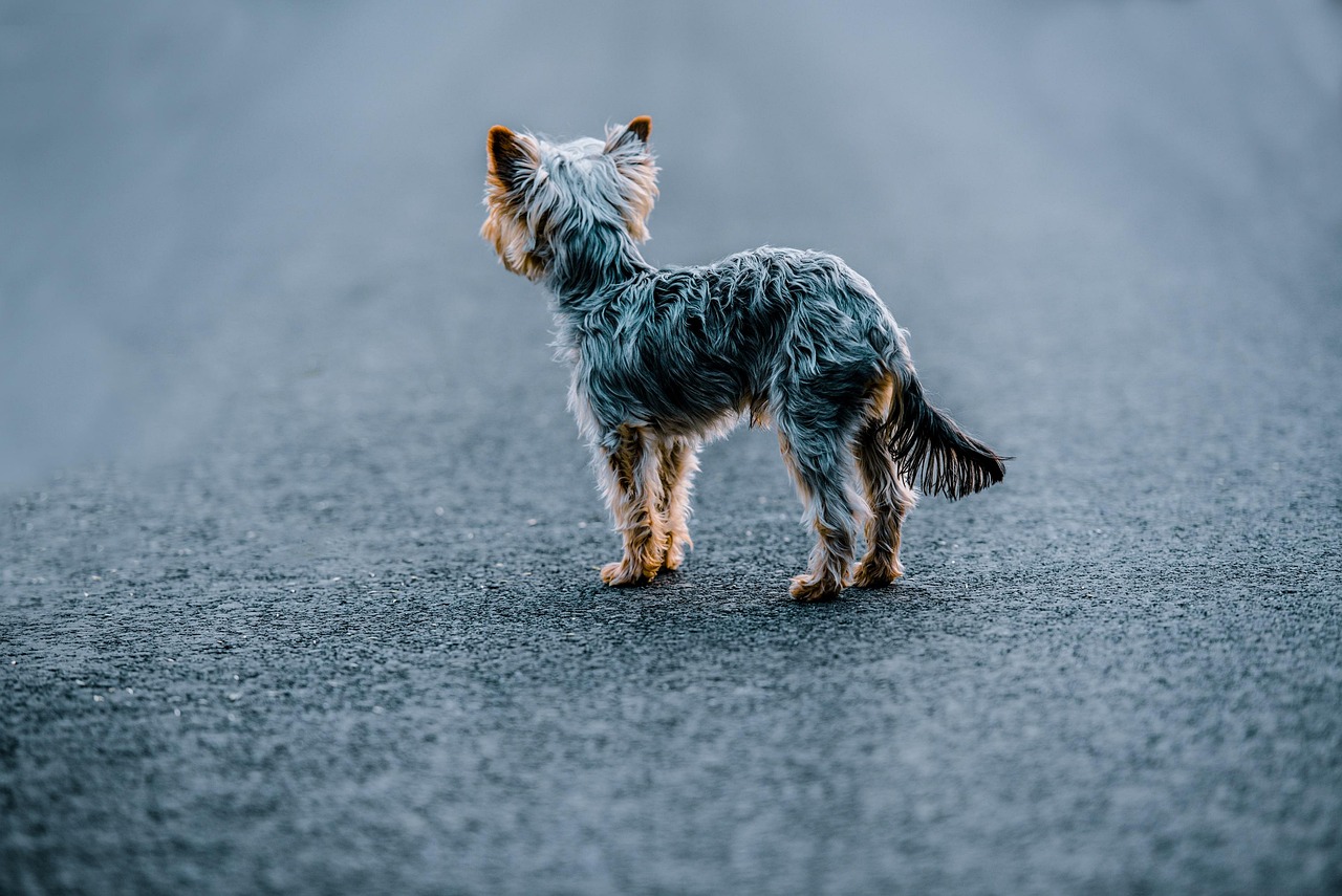 Never Leave Your Dog Alone for Extended Periods (Image Credits: Pixabay)