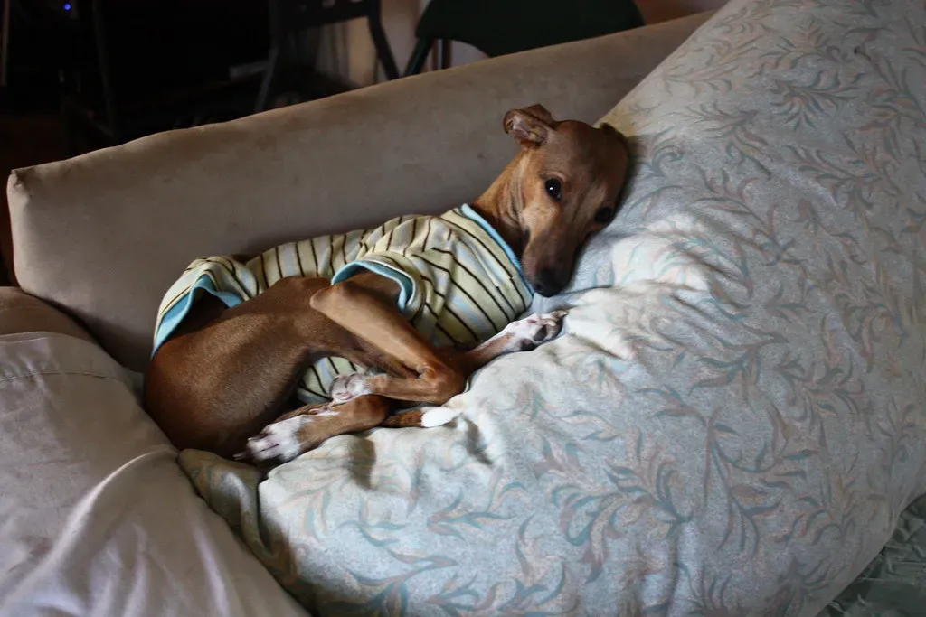 Greyhound (Image Credits: Flickr)