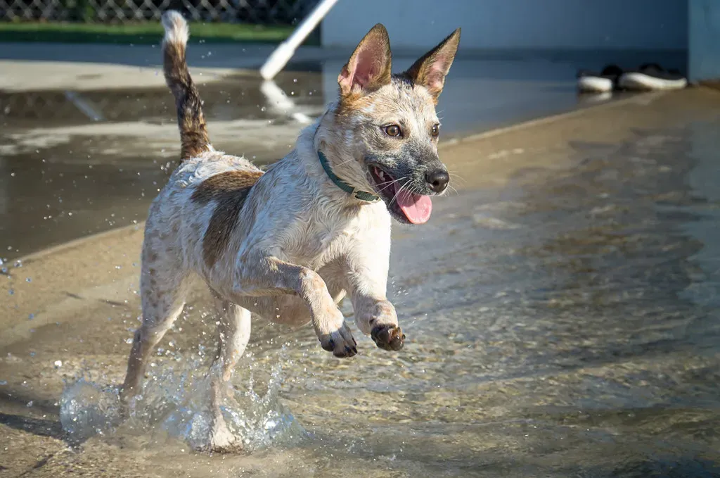 The Real Science Behind the "Happy Dance" (Sandy Eggo, Flickr, CC BY 2.0)