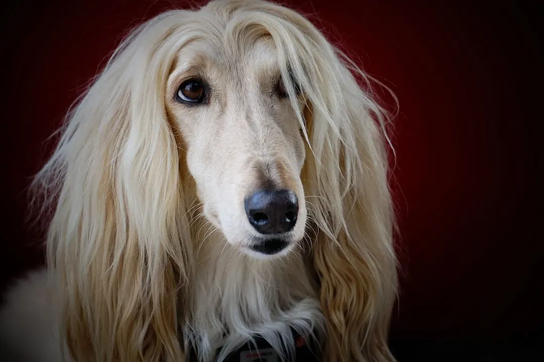 2. Afghan Hound - The Regal One Who Answers to No One (Image Credits: Unsplash)