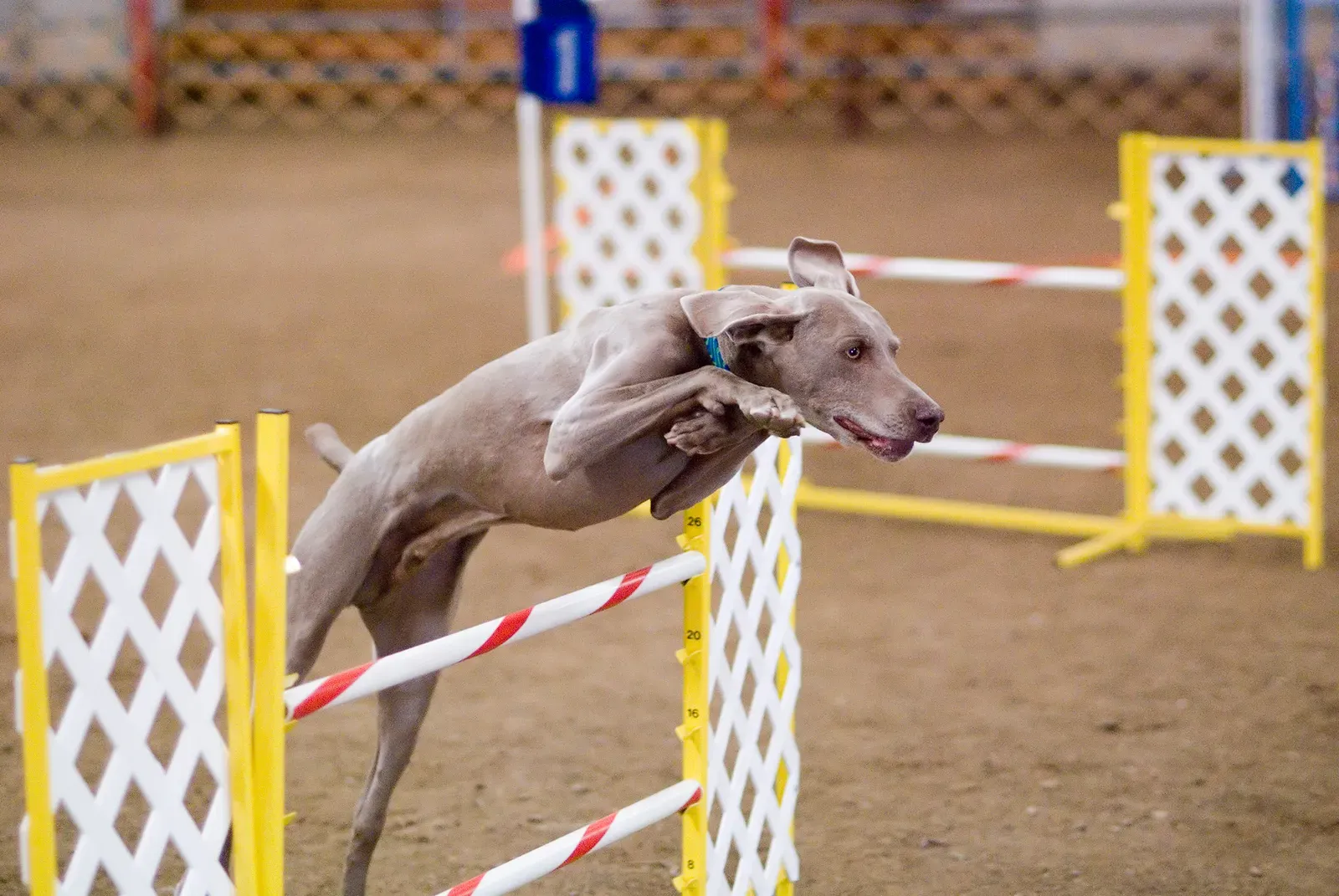 Weimaraner: The Velcro Dog With Anxiety (Image Credits: Wikimedia)