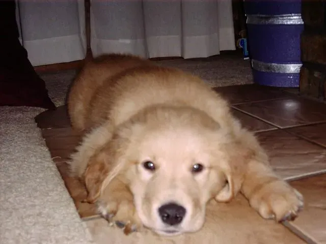 The Bathroom Floor: Temperature Control Central (Image Credits: Flickr)