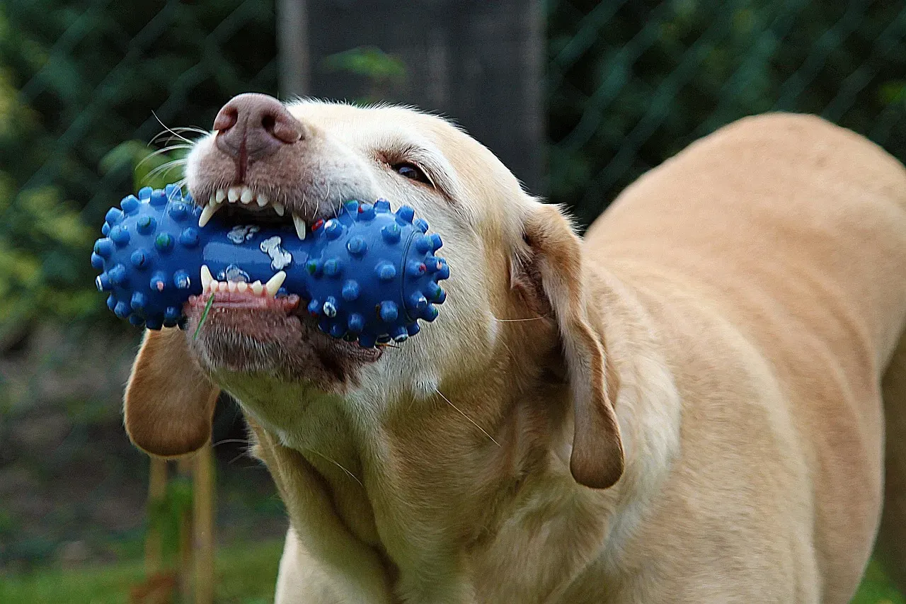 Understanding Why Your Dog Destroys Toys (And What to Do About It) (Image Credits: Pixabay)