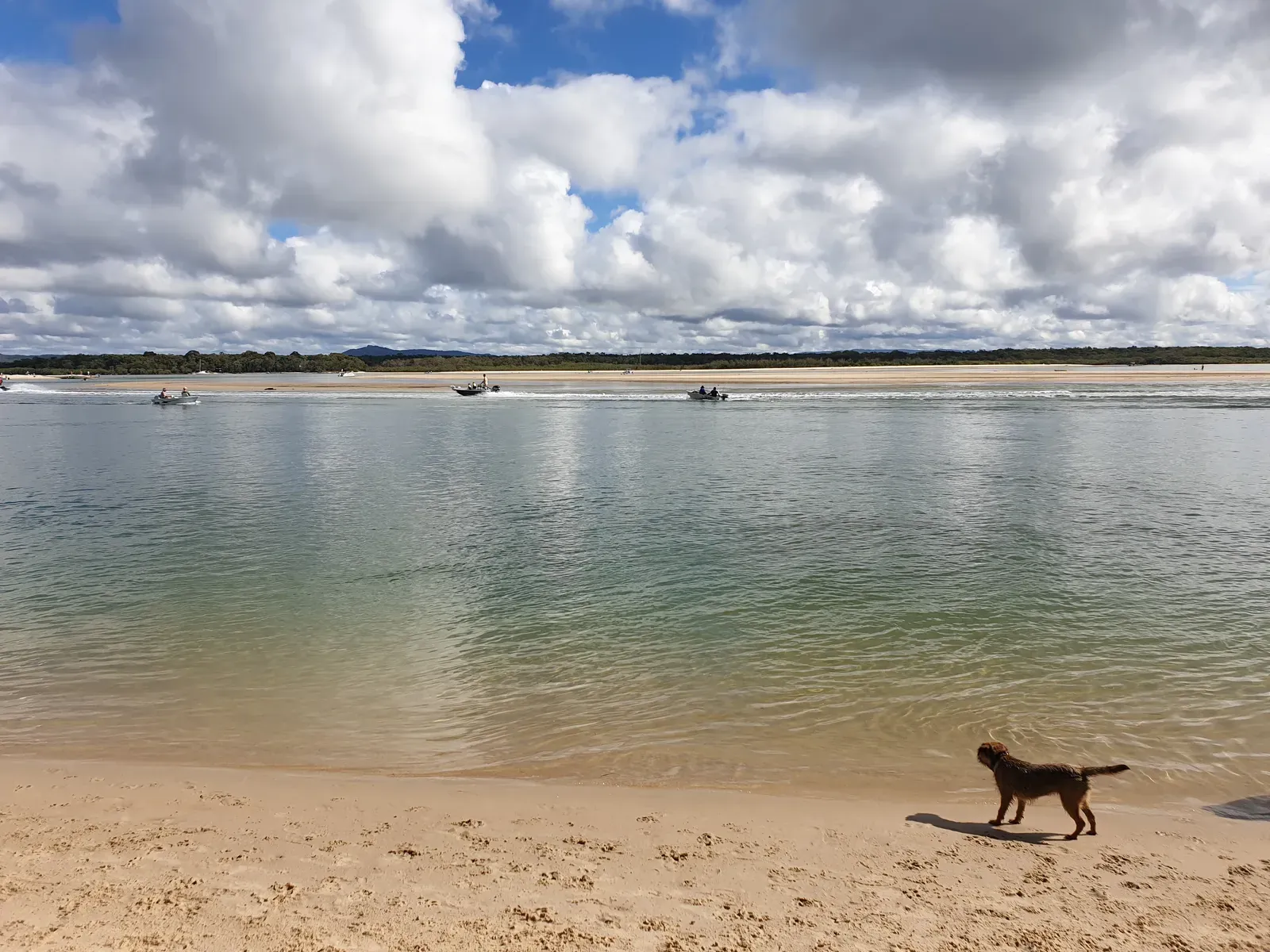 Carmel-by-the-Sea, California: A Town Built With Dogs in Mind (By Misaochan2, CC BY-SA 4.0)