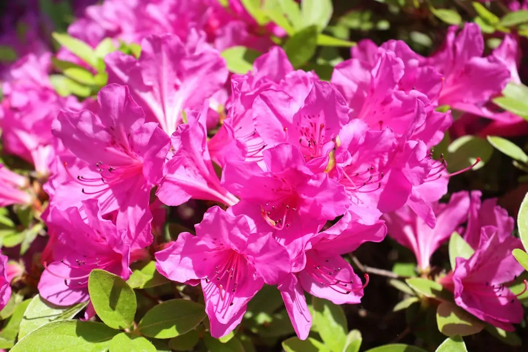 1. Azaleas: The Spring Showstopper With a Dark Side (Image Credits: Unsplash)