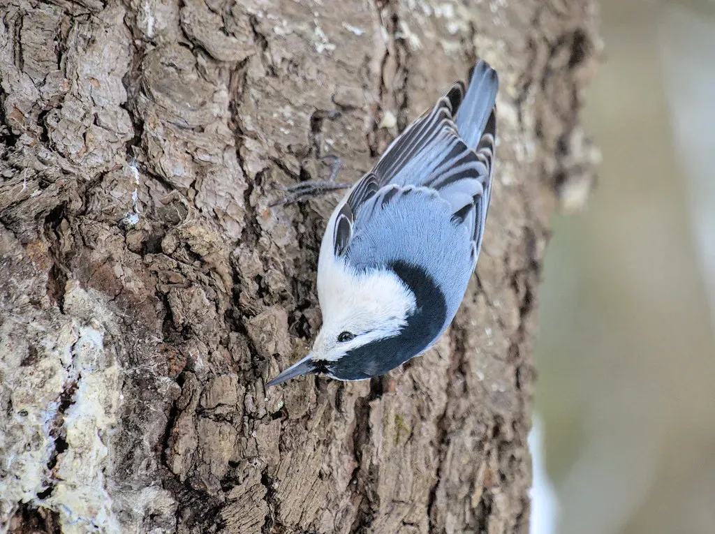 8. White-Breasted Nuthatch: The Upside-Down Expert (Image Credits: Flickr)