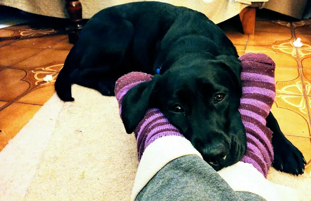 Parked Snug at Your Feet (pfctdayelise, Flickr, CC BY-SA 2.0)