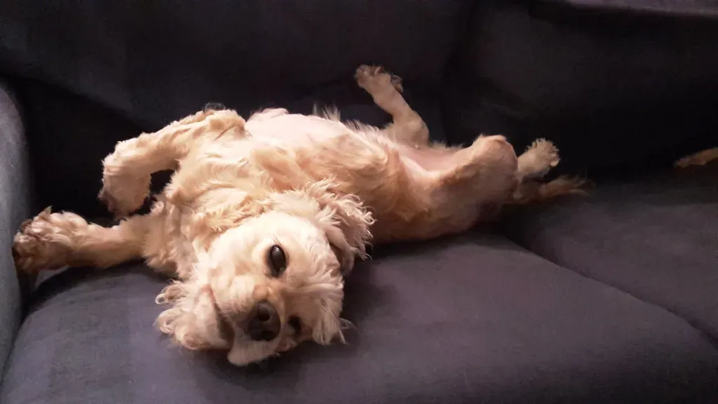 Sleep Positions Are Your Dog's Body Language Dictionary (Image Credits: Flickr)