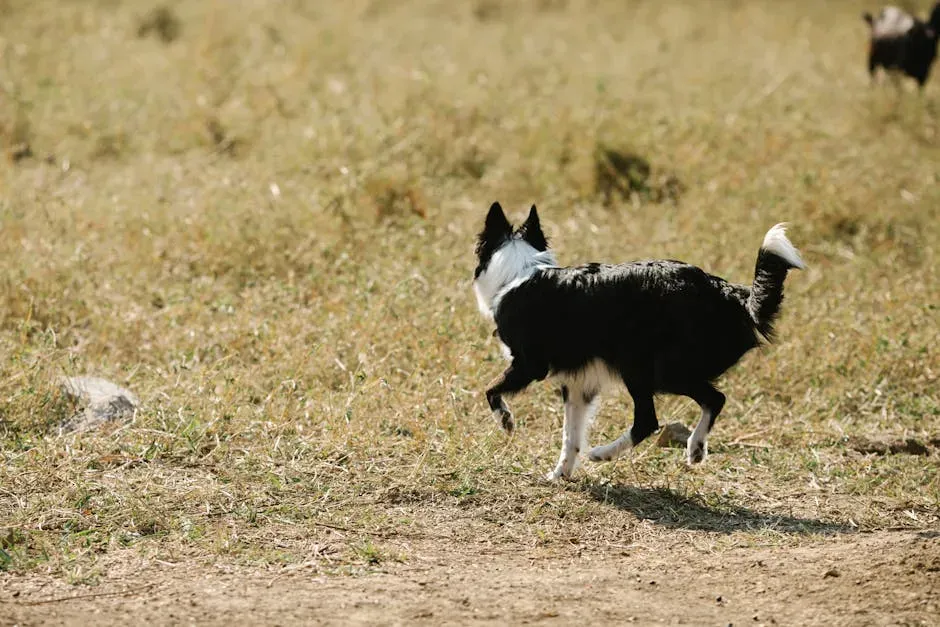 4. Border Collie: Too Smart for Its Own Good (Image Credits: Pexels)