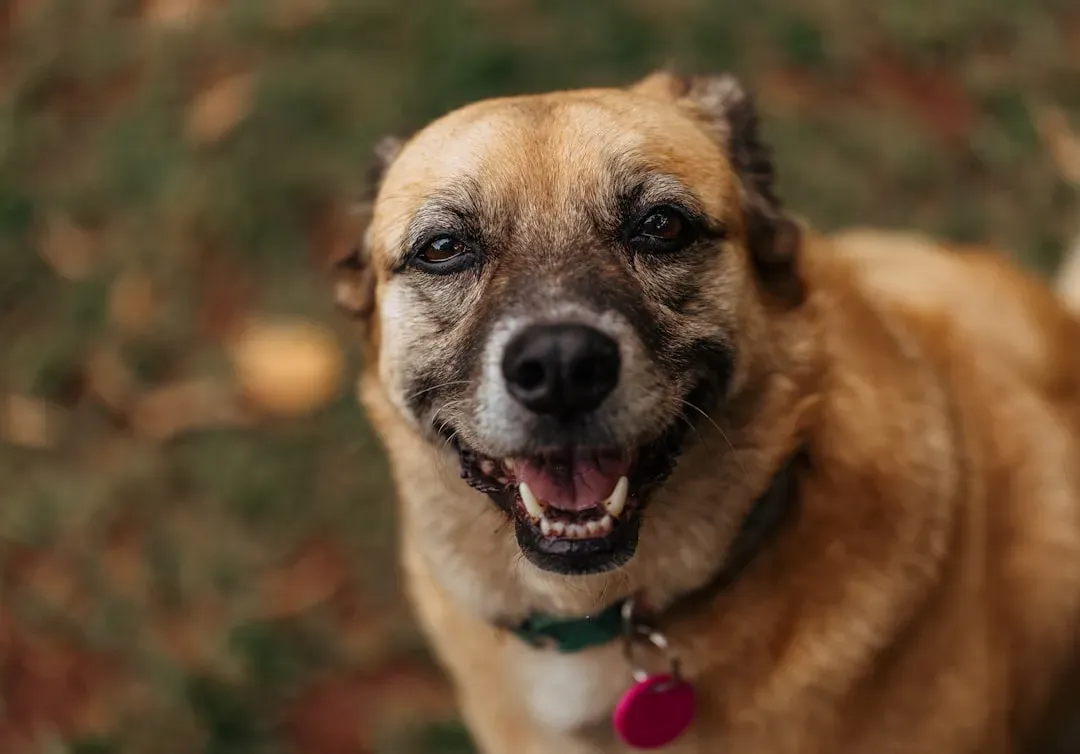 How Dogs Learn to Love Your Face Specifically (Image Credits: Unsplash)