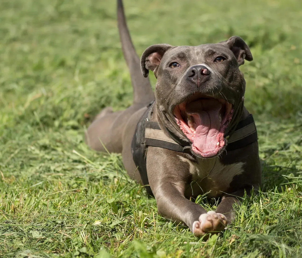 3. Pit Bull Terrier: The Most Surrendered Dog in America (Image Credits: Pixabay)