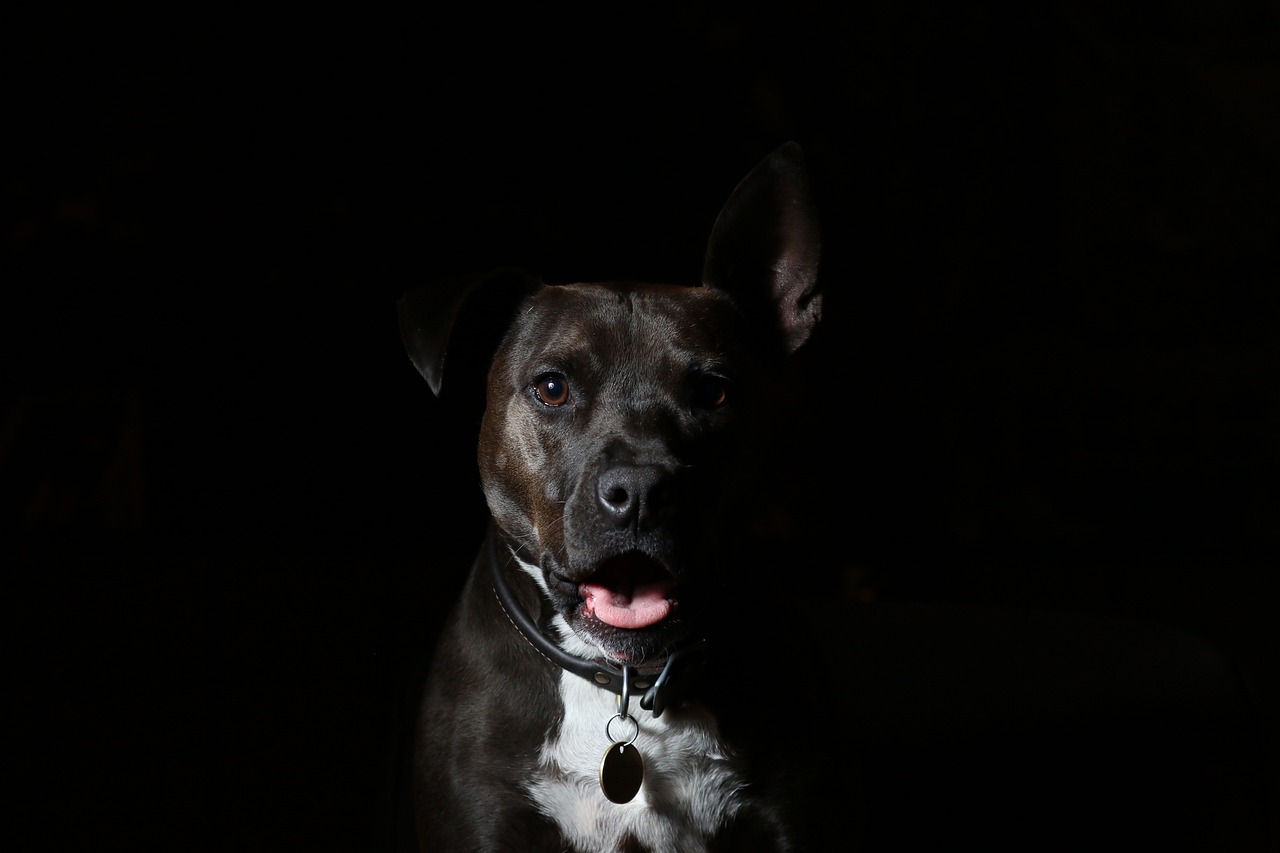 When Your Dog Becomes Your Shadow (Image Credits: Pixabay)