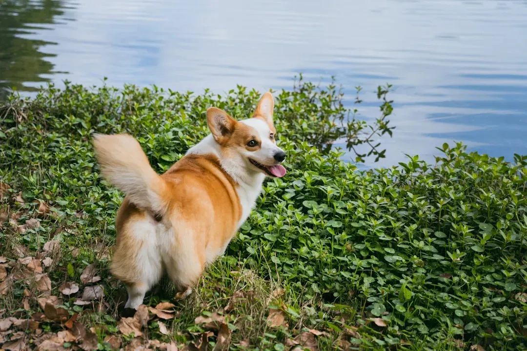 #12 - The Sneaky Pre-Walk Pee Break (Image Credits: Unsplash)