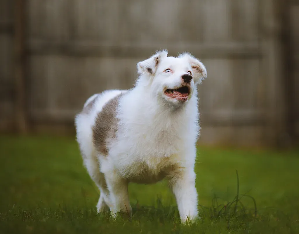 Australian Shepherd: The Original Wiggle Butt Champion (Image Credits: Flickr)