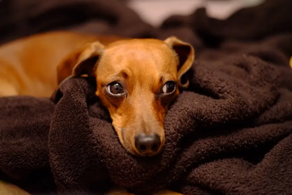 The Eyes Have It: Decoding That Side-Eye Look (Image Credits: Flickr)