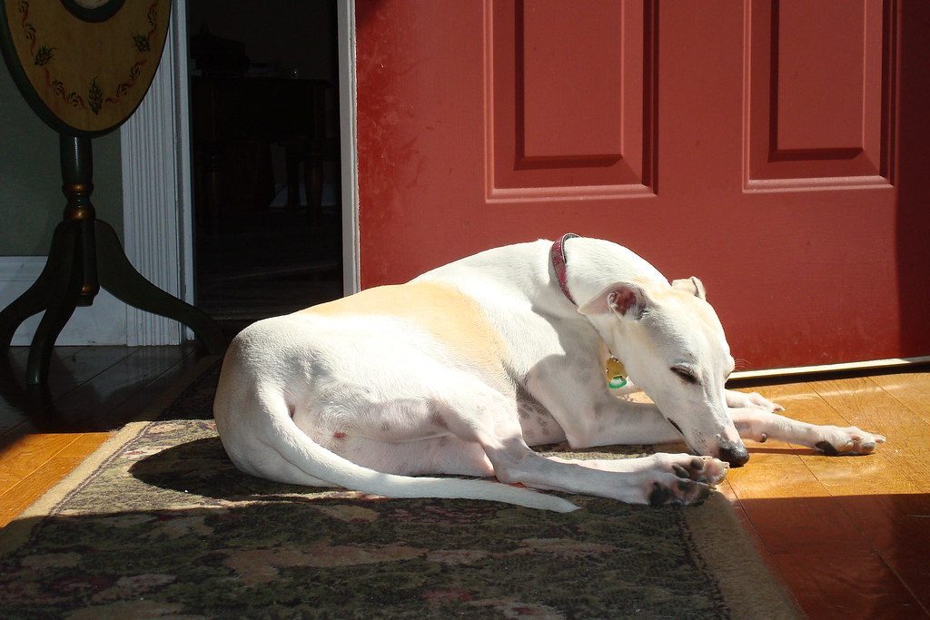 9. Whippet: The Velvet Speedster (Image Credits: Flickr)