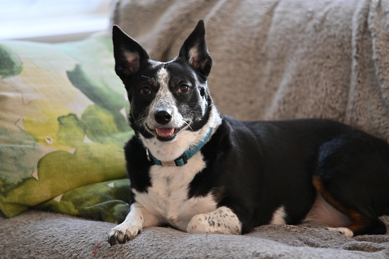 Lancashire Heeler: The Compact Champion (Image Credits: Pixabay)