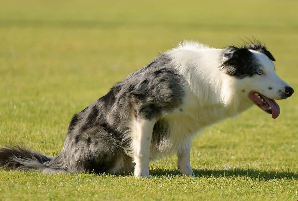 The Quirky Independent - Aquarius (January 20 - February 18) (Image Credits: Wikimedia)