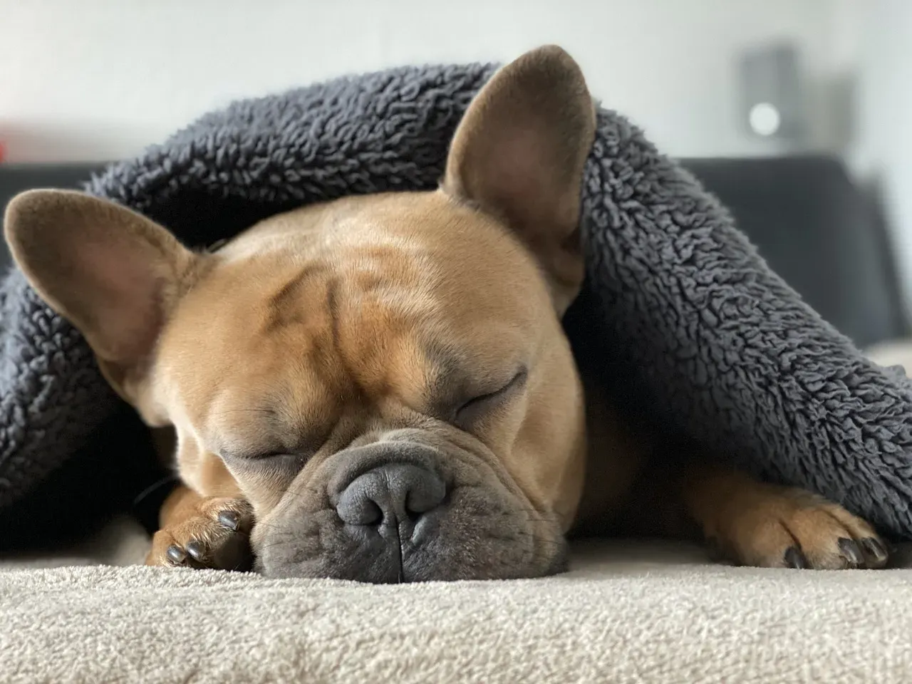 French Bulldog: The Flat-Faced Freezer (Image Credits: Pixabay)