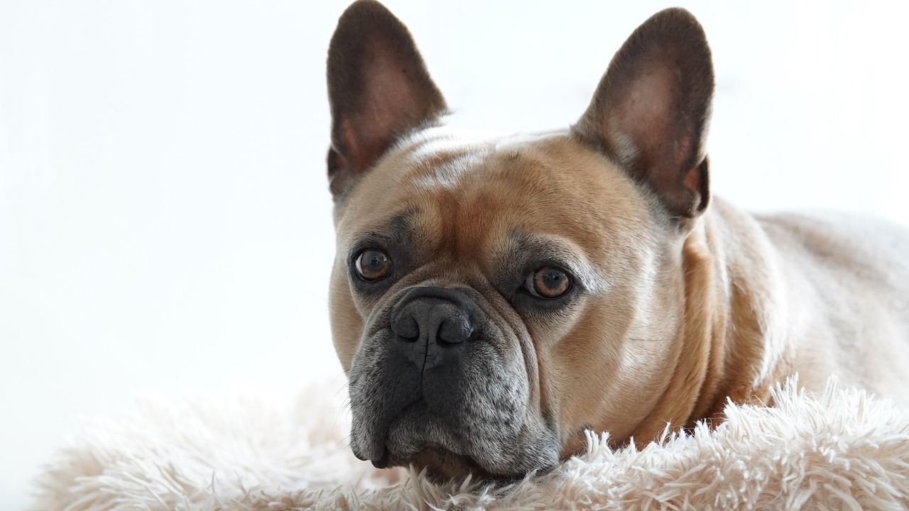 French Bulldog: The Taurus Comfort Seeker's Match (Image Credits: Pixabay)
