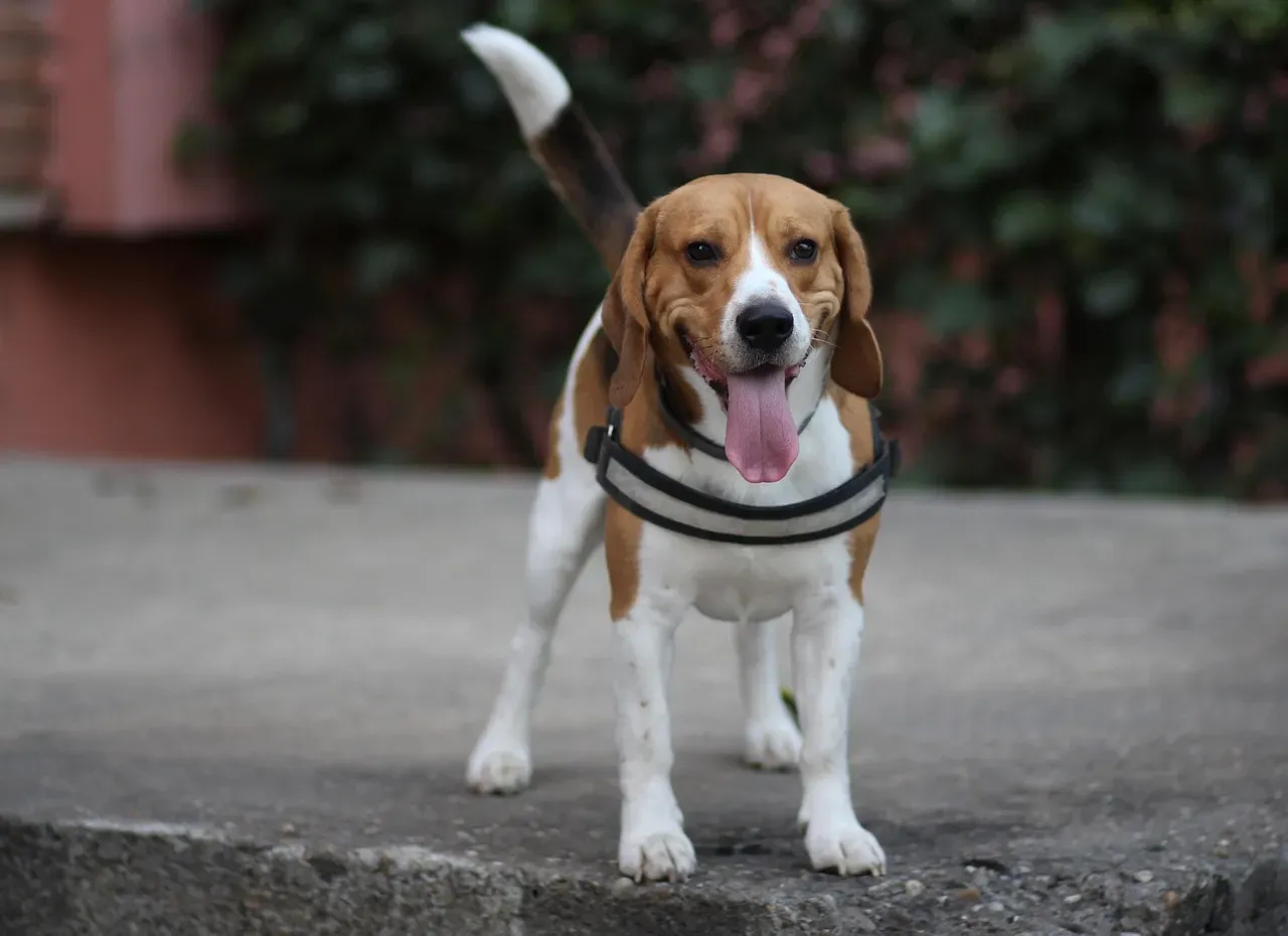 Gemini: The Playful Beagle (Image Credits: Pixabay)