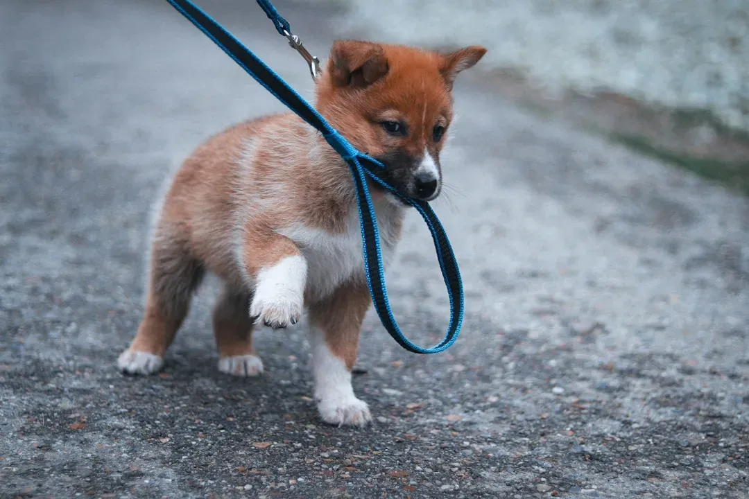 How Humans Accidentally Break Dog Greeting Rules (Image Credits: Unsplash)