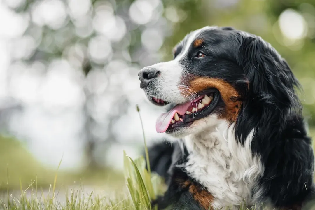 Bernese Mountain Dog (Image Credits: Unsplash)