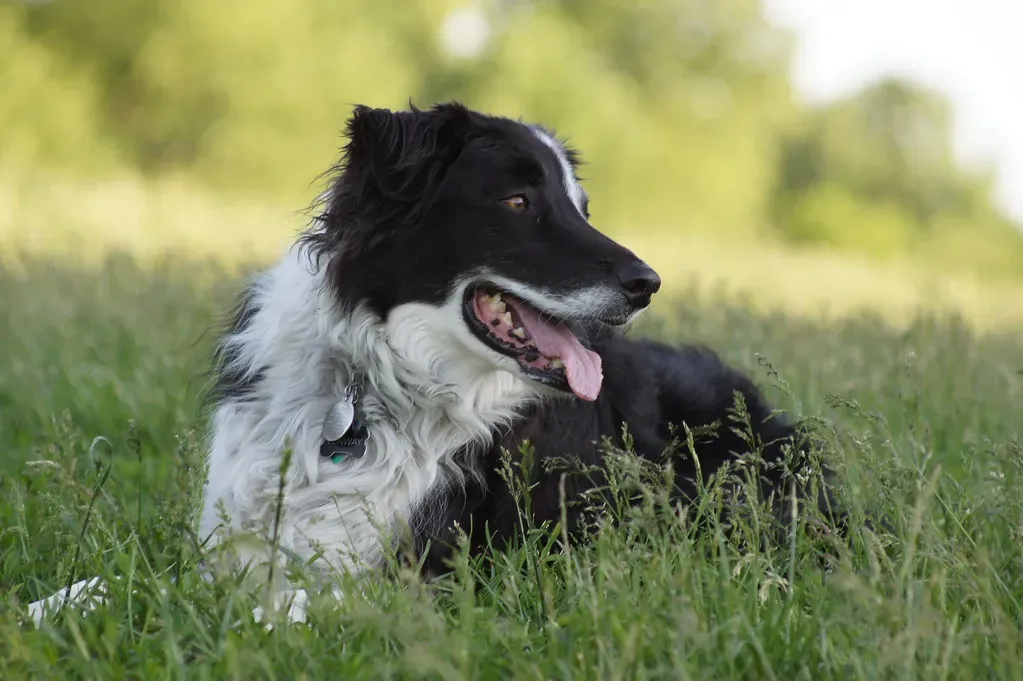 5. Border Collie: The Work-Obsessed Partner (duders0, Flickr, CC BY 2.0)