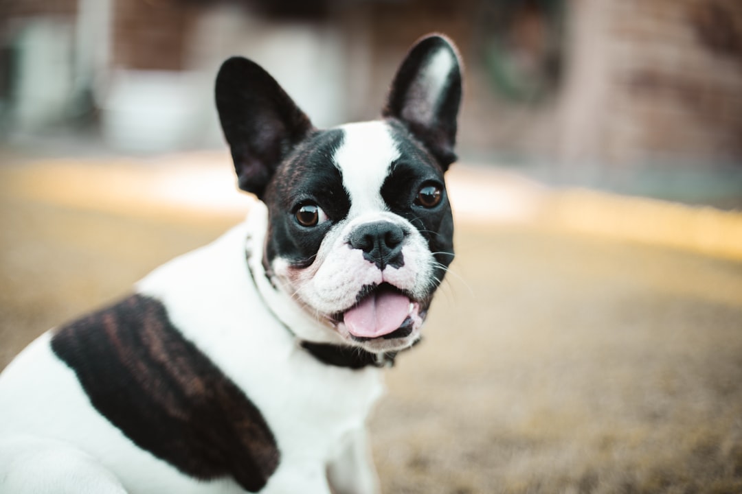 French Bulldog: The Easygoing Charmer (Image Credits: Unsplash)
