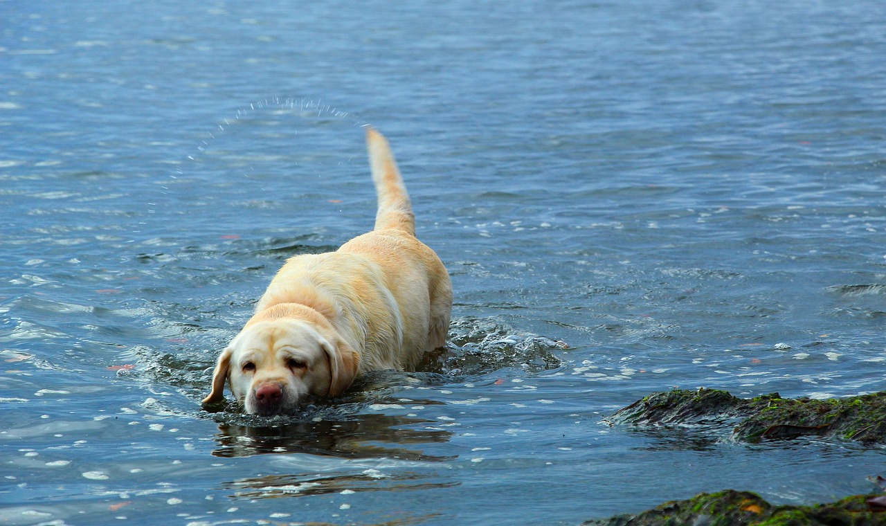 Labrador Retrievers - Born for Water Adventures (Image Credits: Pixabay)