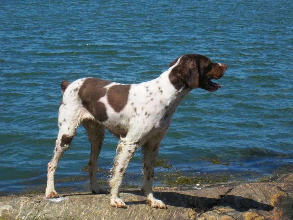#4 Spaniel Breeds (jblyberg, Flickr, CC BY 2.0)