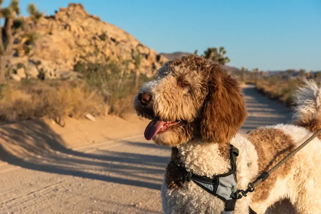 Disease and Parasite Risks Lurk in the Dirt (Image Credits: Rawpixel)