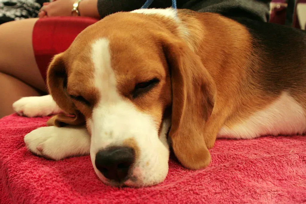 Beagle (Image Credits: Flickr)