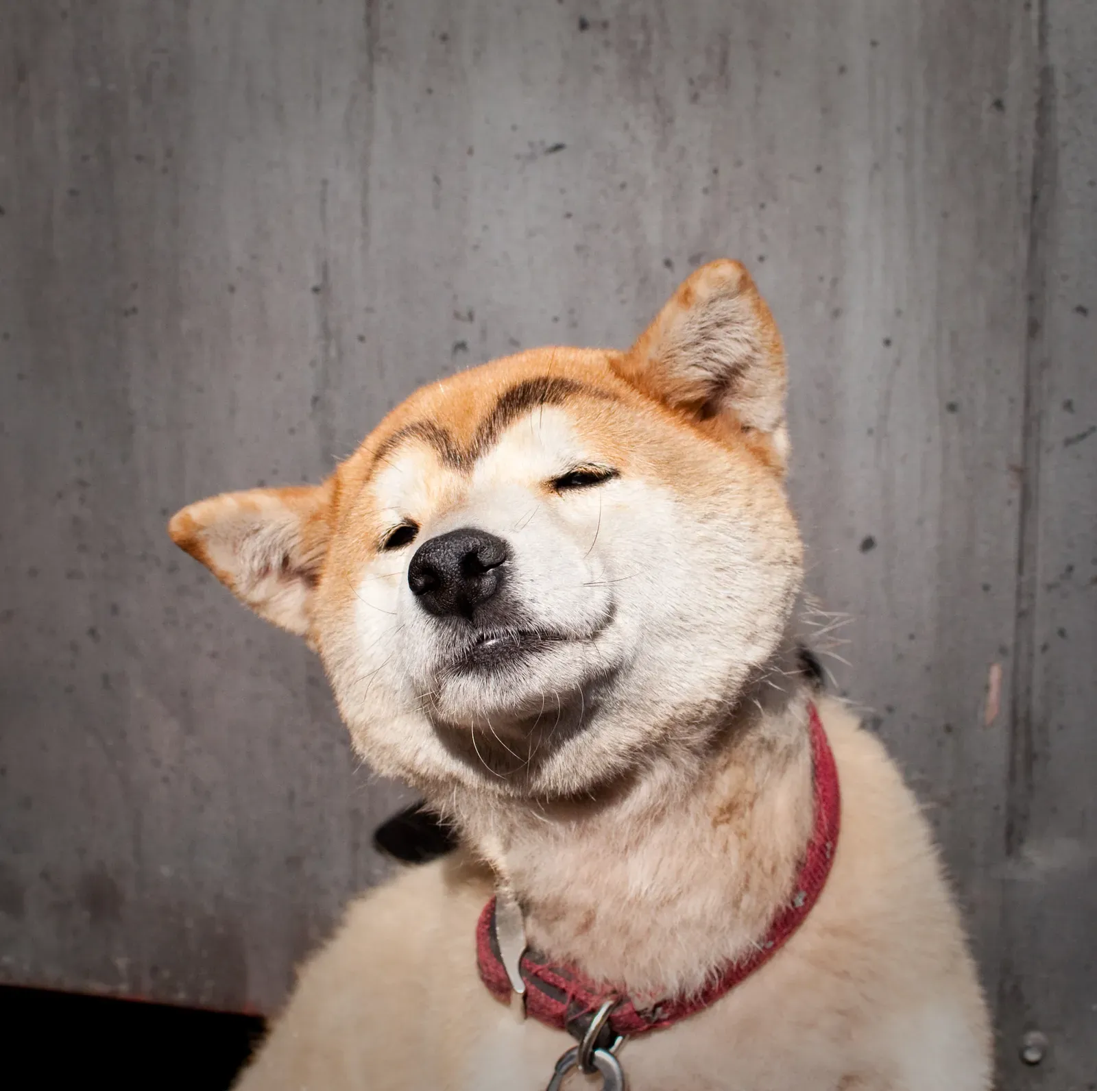 Eyes Dart Beneath the Lids in Quick Scans (Japan dog, CC BY-SA 2.0)