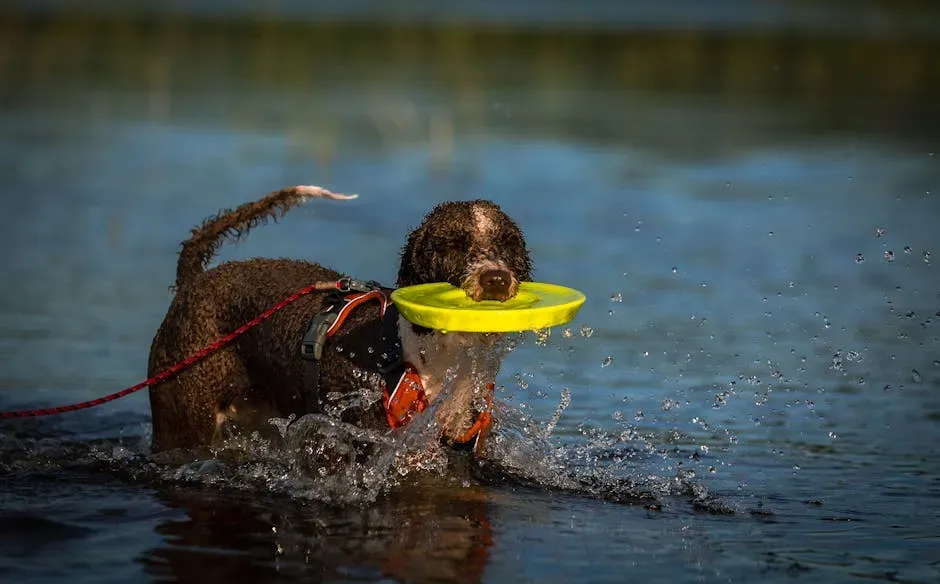 Spanish Water Dog (Image Credits: Pexels)