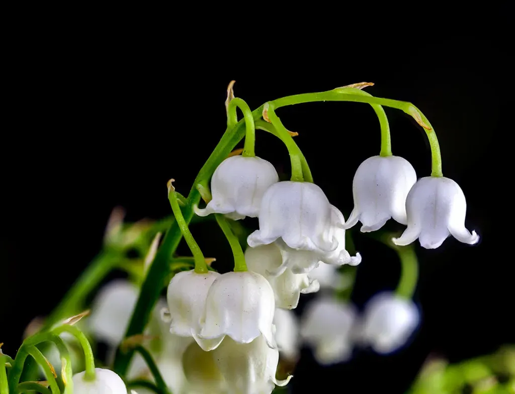 5. Lily of the Valley: Tiny Flowers, Massive Consequences (Image Credits: Flickr)
