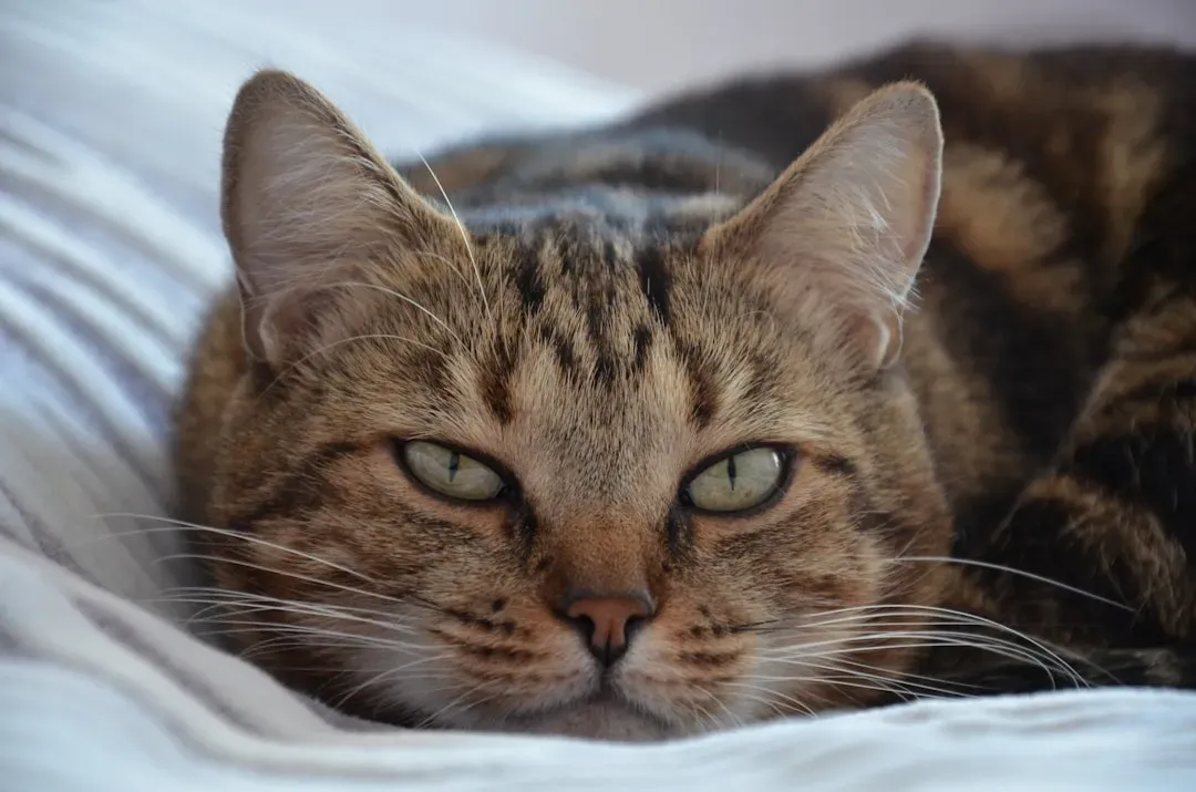 7. They've Lost Interest in Play and Exploration (Image Credits: Unsplash)