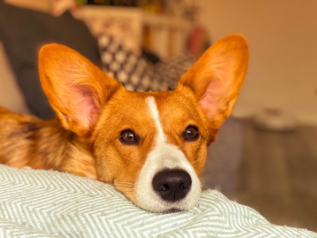 Their Ears Are Relaxed and Natural (Image Credits: Unsplash)