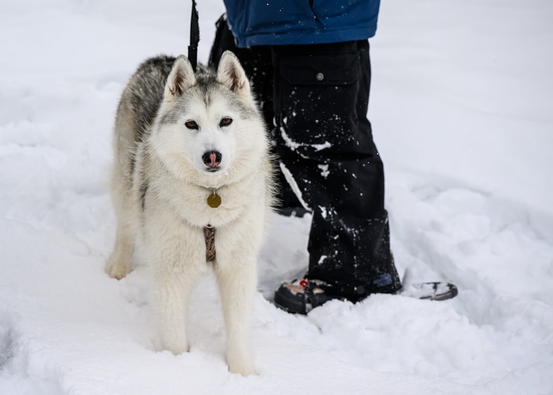 Siberian Huskies - Built for Arctic Adventures (Image Credits: Unsplash)