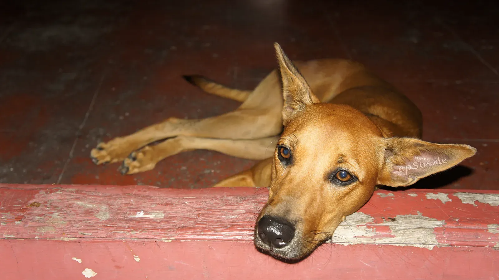 What This All Means for You and Your Dog (By epSos.de, CC BY 2.0)