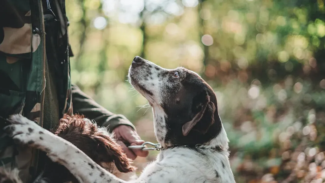 A Final Thought From One Dog Lover to Another (Image Credits: Unsplash)